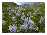 Colorado Blue Columbine Flowers In American Basin, Colorado-Paper Art-26,,X20,,