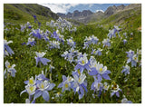 Colorado Blue Columbine Flowers In American Basin, Colorado-Paper Art-42,,X32,,