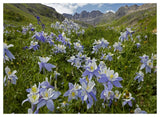 Colorado Blue Columbine Flowers In American Basin, Colorado-Paper Art-50,,X38,,