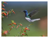 White-Necked Jacobin Hummingbird, Male Foraging, Costa Rica-Paper Art-34,,X26,,