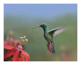 Green-Breasted Mango Hummingbird, Male Foraging, Costa Rica-Paper Art-22,,X18,,