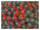 Claret Cup Cactus Detail Of Flowers In Bloom, North America-Paper Art-34,,X26,,