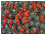 Claret Cup Cactus Detail Of Flowers In Bloom, North America-Paper Art-50,,X38,,