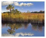 Cabbage Palm In Wetland, Fakahatchee State Preserve, Florida-Paper Art-32,,X26.9,,