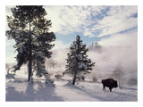 American Bison In Winter, Yellowstone National Park, Wyoming-Paper Art-26,,X20,,