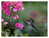 Magnificent Hummingbird Female Feeding At Flower, Costa Rica-Paper Art-18,,X14,,