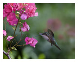 Magnificent Hummingbird Female Feeding At Flower, Costa Rica-Paper Art-26,,X20,,