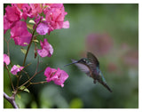 Magnificent Hummingbird Female Feeding At Flower, Costa Rica-Paper Art-42,,X32,,