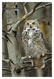 Great Horned Owl Pale Form, Perched In Tree, Alberta, Canada-Paper Art-14,,X20,,