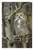 Great Horned Owl Pale Form, Perched In Tree, Alberta, Canada-Paper Art-18,,X26,,