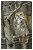 Great Horned Owl Pale Form, Perched In Tree, Alberta, Canada-Paper Art-34,,X50,,