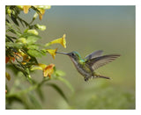 Andean Emerald Hummingbird Feeling On Yellow Flower, Ecuador-Paper Art-26,,X22,,