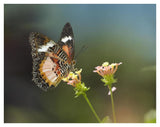 Nymphalid Butterfly Feeding On Flower Nectar, Native To Asia-Paper Art-42,,X32,,