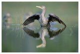Double-Crested Cormorant Stretching Its Wings, North America-Paper Art-50,,X34,,