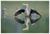 Double-Crested Cormorant Stretching Its Wings, North America-Paper Art-62,,X42,,