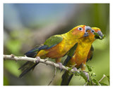 Sun Parakeet Pair Feeding On Leaves, Native To South America-Paper Art-18,,X14,,