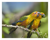 Sun Parakeet Pair Feeding On Leaves, Native To South America-Paper Art-26,,X20,,