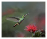 Rufous-Tailed Hummingbird At Fairy Duster Flower, Costa Rica-Paper Art-30,,X24,,