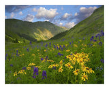 Orange Sneezeweed And Delphinium In American Basin, Colorado-Paper Art-22,,X18,,