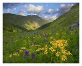 Orange Sneezeweed And Delphinium In American Basin, Colorado-Paper Art-30,,X24,,