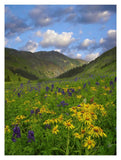 Orange Sneezeweed And Delphinium In American Basin, Colorado-Paper Art-14,,X18,,