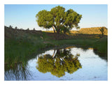 Tree Reflecting In Creek Near Black Mesa State Park, Oklahoma-Paper Art-26,,X20,,