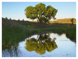 Tree Reflecting In Creek Near Black Mesa State Park, Oklahoma-Paper Art-42,,X32,,