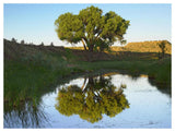 Tree Reflecting In Creek Near Black Mesa State Park, Oklahoma-Paper Art-50,,X38,,