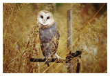 Barn Owl Perching Among Dry Grasses, British Columbia, Canada-Paper Art-20,,X14,,
