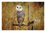 Barn Owl Perching Among Dry Grasses, British Columbia, Canada-Paper Art-26,,X18,,