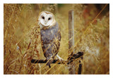 Barn Owl Perching Among Dry Grasses, British Columbia, Canada-Paper Art-32,,X22,,