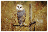 Barn Owl Perching Among Dry Grasses, British Columbia, Canada-Paper Art-62,,X42,,