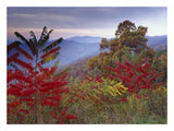 Staghorn Sumac In Autumn, Blue Ridge Mountain Range, Virginia-Paper Art-26,,X20,,