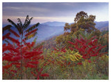 Staghorn Sumac In Autumn, Blue Ridge Mountain Range, Virginia-Paper Art-50,,X38,,
