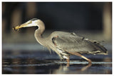 Great Blue Heron With Captured Fish, British Columbia, Canada-Paper Art-62,,X42,,