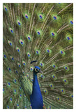 Indian Peafowl Male With Tail Fanned Out In Courtship Display-Paper Art-14,,X20,,