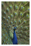 Indian Peafowl Male With Tail Fanned Out In Courtship Display-Paper Art-22,,X32,,