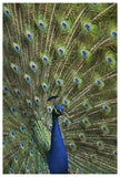 Indian Peafowl Male With Tail Fanned Out In Courtship Display-Paper Art-42,,X62,,