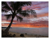 Coconut Palm At Sunset Near Dimiao, Bohol Island, Philippines-Paper Art-18,,X14,,