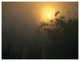 Wood Stork Perched In Tree, Everglades National Park, Florida-Paper Art-50,,X38,,