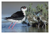 Black-Winged Stilt Mother With Three Chicks, Camargue, France-Paper Art-32,,X22,,