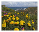 California Poppy Field, Montano De Oro State Park, California-Paper Art-26,,X22,,