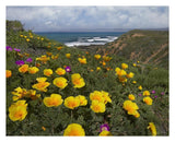 California Poppy Field, Montano De Oro State Park, California-Paper Art-30,,X24,,