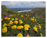California Poppy Field, Montano De Oro State Park, California-Paper Art-37,,X30,,