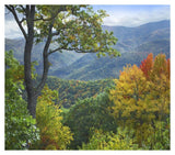 Deciduous Forest In Autumn, Blue Ridge Parkway, North Carolina-Paper Art-38,,X33.68,,
