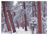 Ponderosa Pines With Snow, Grand Canyon National Park, Arizona-Paper Art-42,,X32,,