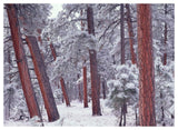 Ponderosa Pines With Snow, Grand Canyon National Park, Arizona-Paper Art-50,,X38,,