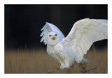 Snowy Owl Adult, Circumpolar Species, British Columbia, Canada-Paper Art-26,,X18,,