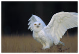 Snowy Owl Adult, Circumpolar Species, British Columbia, Canada-Paper Art-62,,X42,,