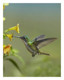 Andean Emerald Hummingbird Feeding On A Yellow Flower, Ecuador-Paper Art-20,,X26,,